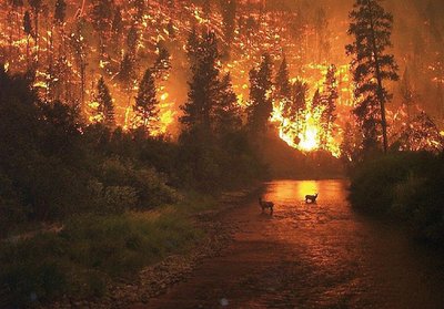 „Schwarzes Tier Traurigkeit”